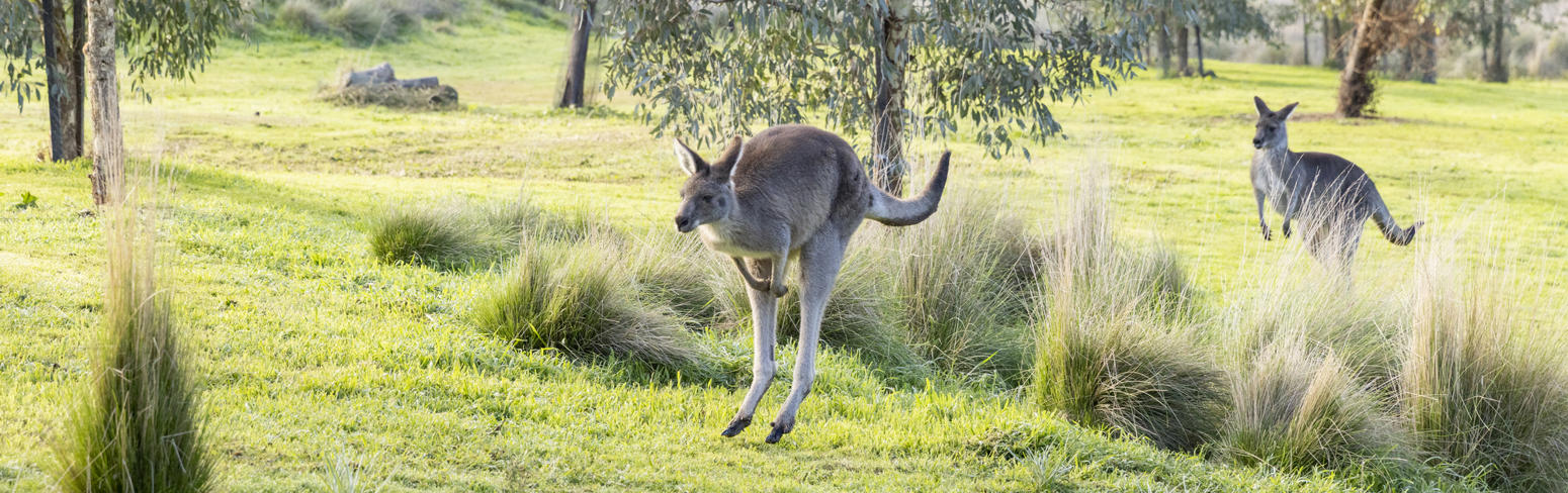 Two kangaroos jumping through short and long green grass. Trees in background.
