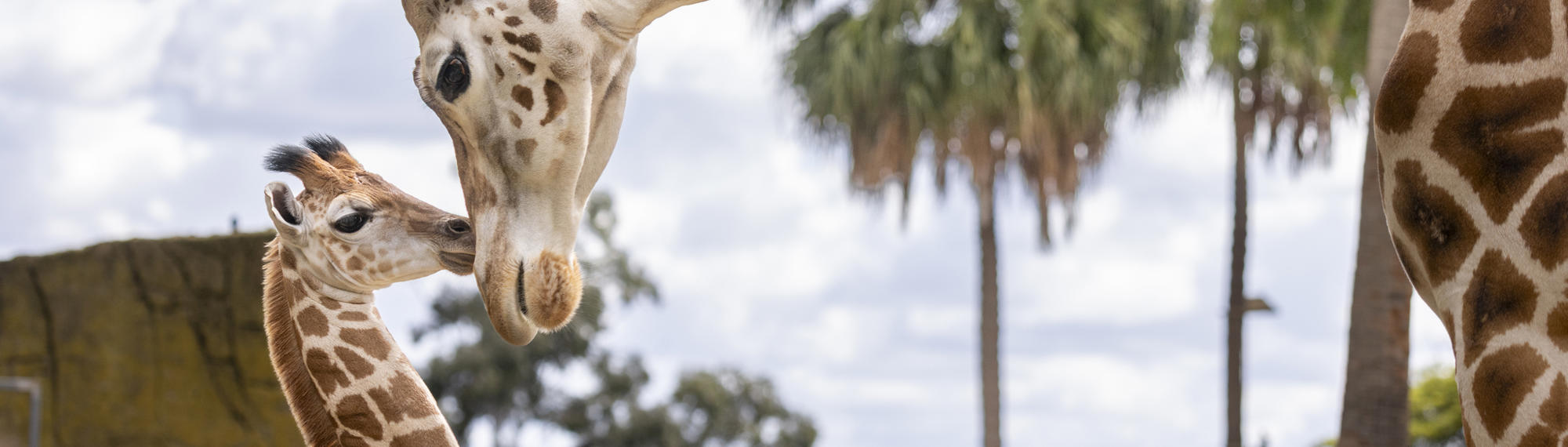 Side view of Giraffe adult and calf, nuzzling each-other.