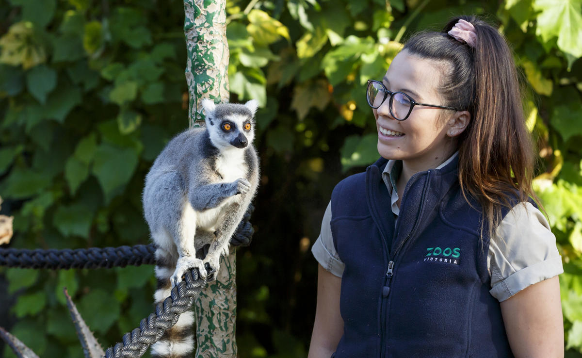 A keeper looking at a Lemur