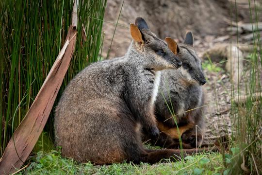 Two Rock-Wallabies sitting in a clearing between rocks and tall grass, facing right.