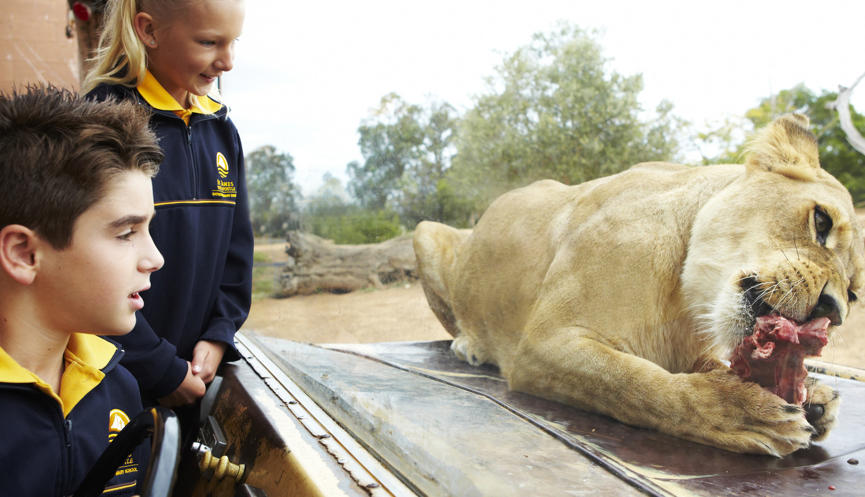 Two children dressed in school uniform watch a female Lioness eating a piece of meat from behind display glass.