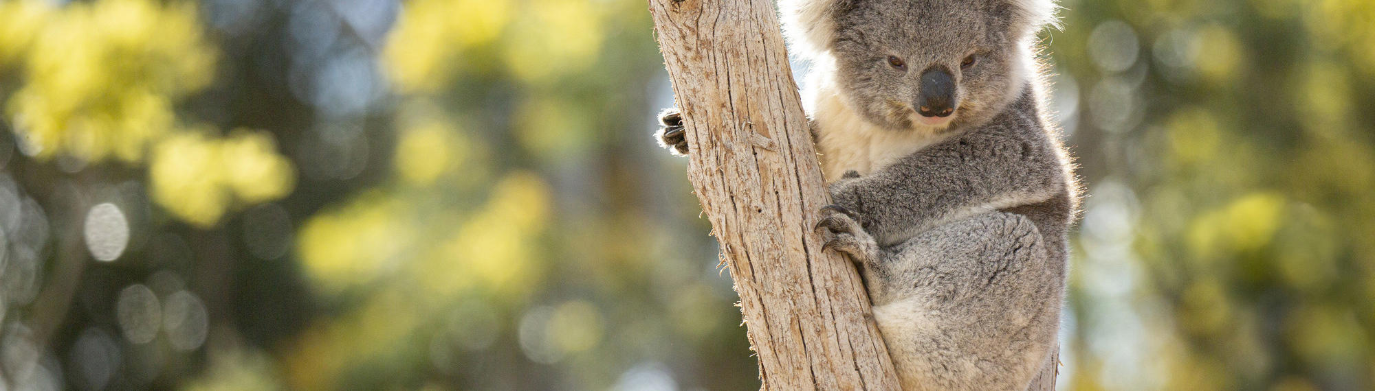 Koala sitting in the fork of a tree, looking to the camera.