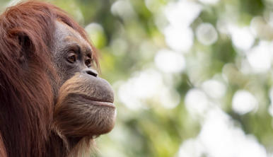 Side profile of a Sumatran Orangutan looking to the right with greenery in the background.