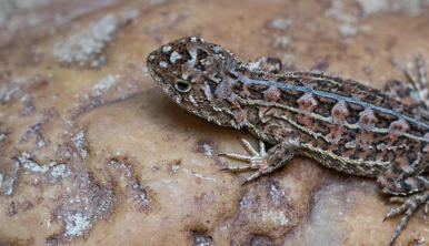 One Grassland Earless Dragon