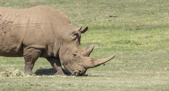 A Southern White Rhinoceros, eating grass, seen from the right.
