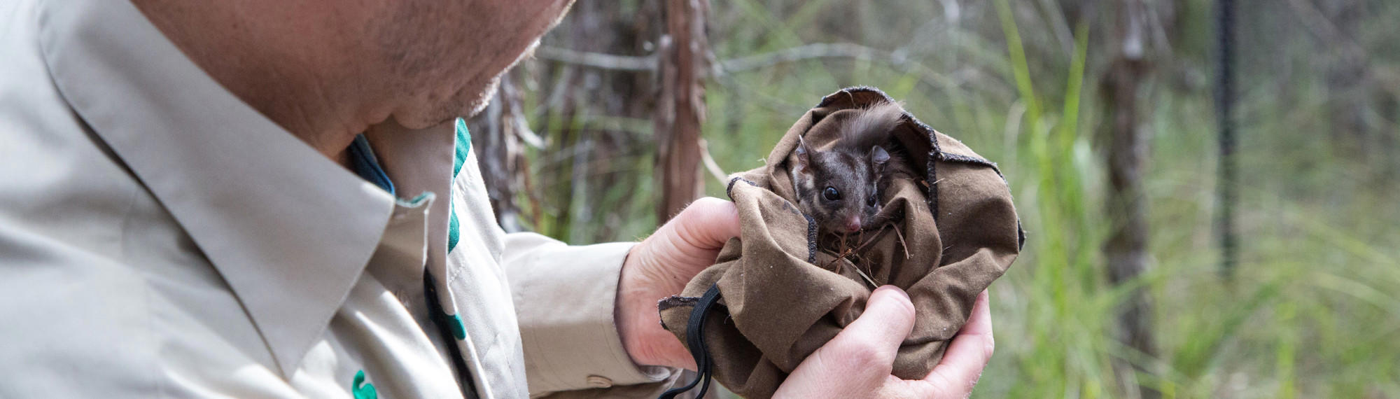 Man looking at a young Leadbeater's Possum in a sack