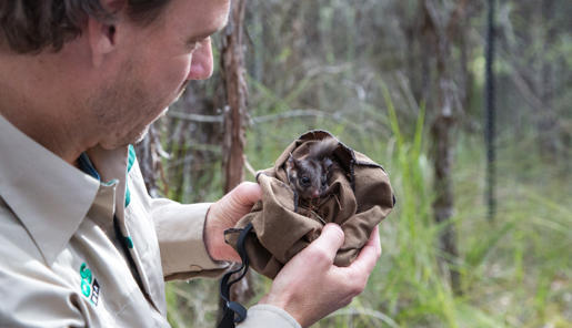 Man looking at a young Leadbeater's Possum in a sack