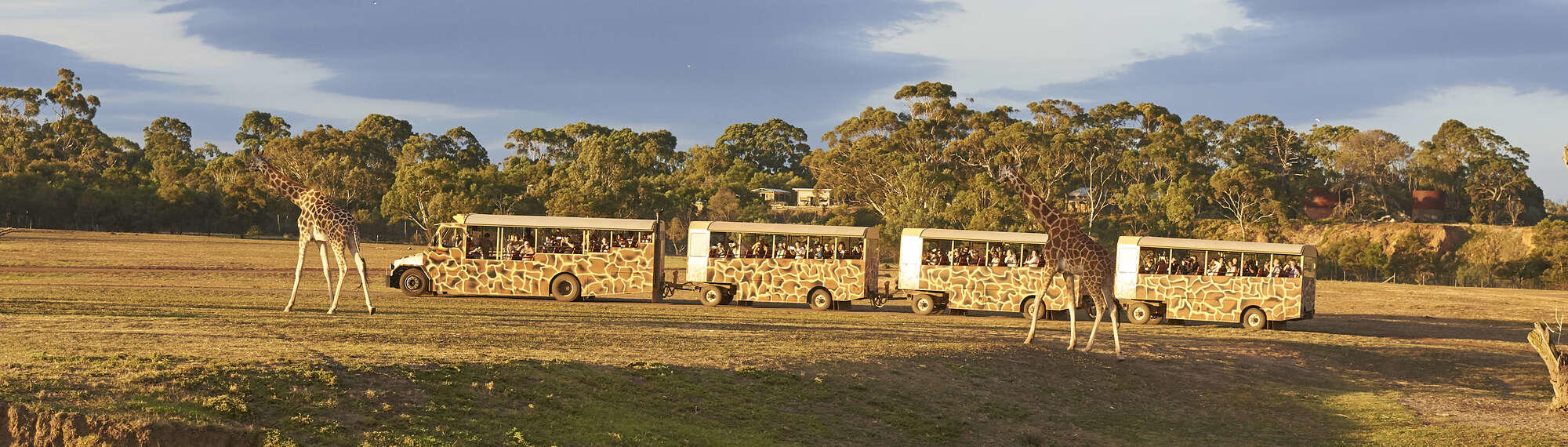 View of a four-section Safari Bus running parallel to two Giraffes.