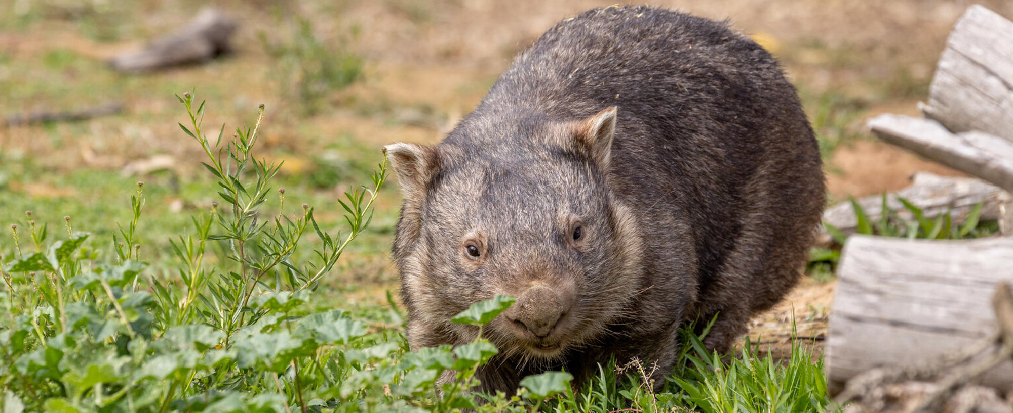 A brown Wombat is walking across grass, with a log next to her.