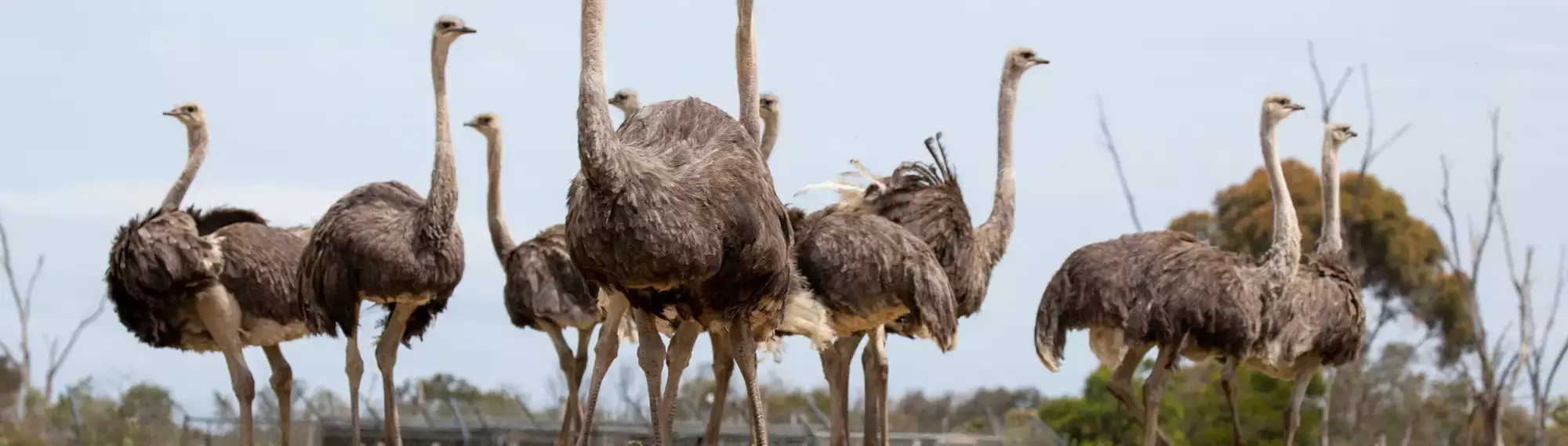Wide shot of nine Ostriches standing in a line.