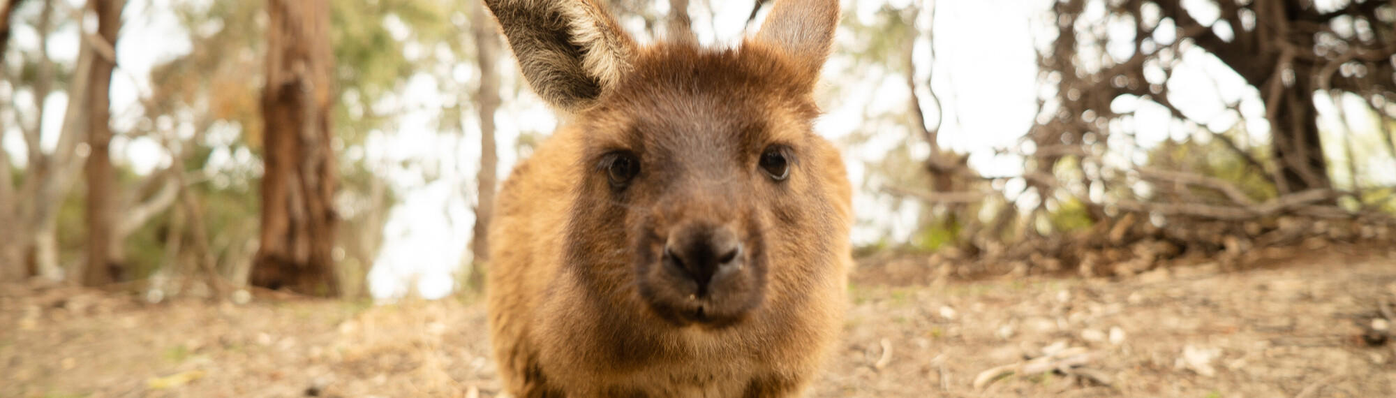 Close-up of a Kangaroo Island Kangaroo, facing the camera and surrounded by bushland.