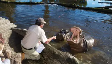 Two Hippos in water, one with their mouth open being fed by a Keeper, who's on the water's edge leaning over, with people watching behind.