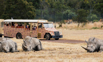 Three rhinos lying down on grass. A bus with people on it can be seen in background.
