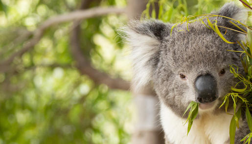 A Koala enjoying leaves and sitting in a tree.