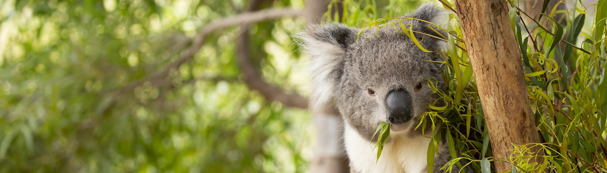 A Koala enjoying leaves and sitting in a tree.