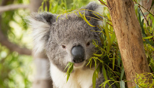 A Koala enjoying leaves and sitting in a tree.
