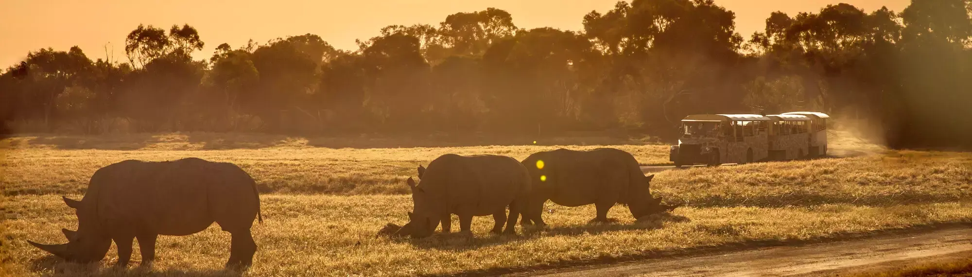 View of three Rhinos on the Savannah at dusk, with a Safari Bus in the right background.