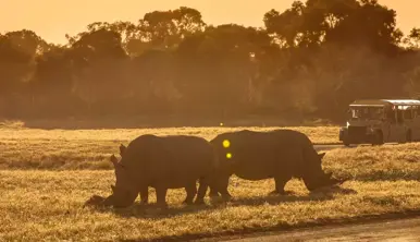 View of three Rhinos on the Savannah at dusk, with a Safari Bus in the right background.
