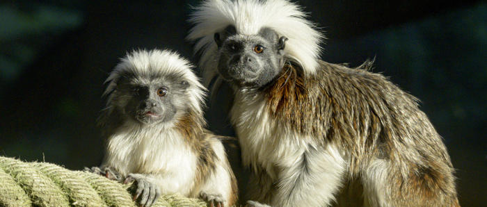 Adult And Young Cotton Top Tamarins Sitting On Rope Looking Toward Camera
