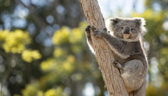 A Koala, perched on a large branch, seen from the right while looking to the camera.