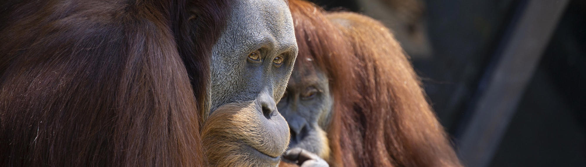 Two orangutans sitting with each other, one is staring just to the right of the camera and the other is biting its nails