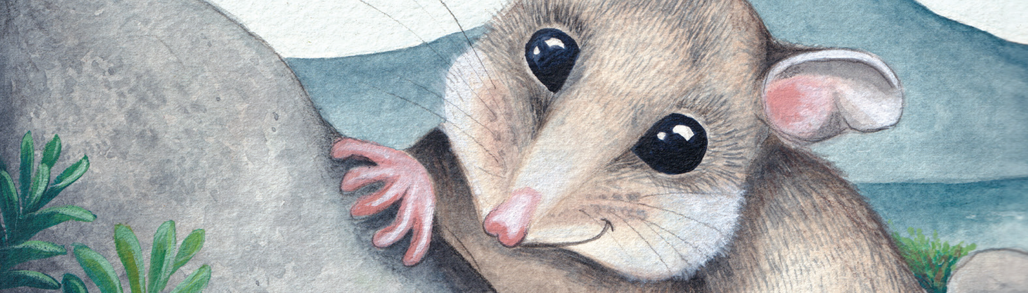 An illustration of Pippa, the Mountain Pygmy Possum.