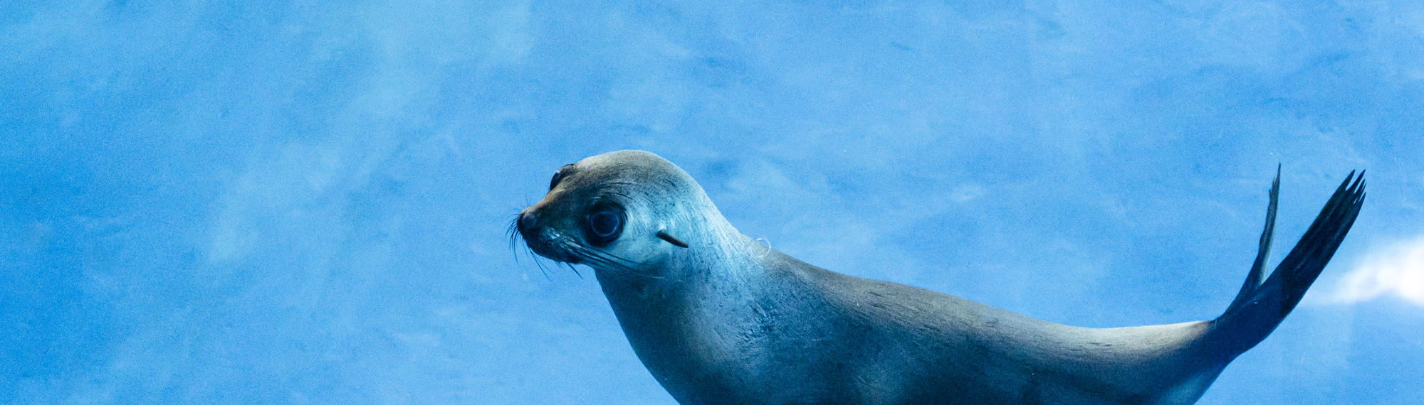 Bella, the Fur Seal, swimming left in her blue-floored water enclosure.