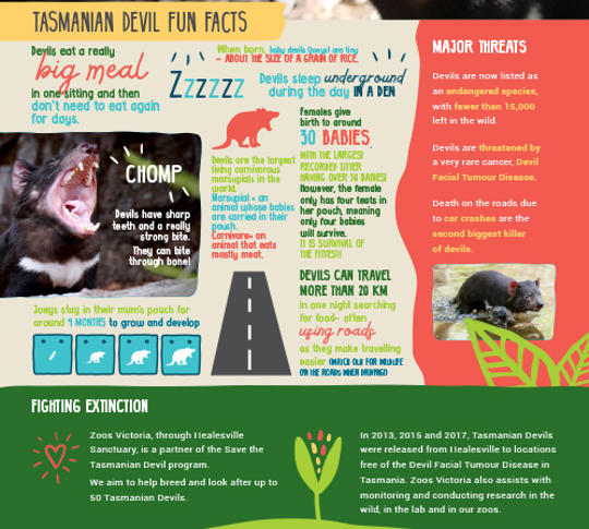 image of Tasmanian Devil fun facts