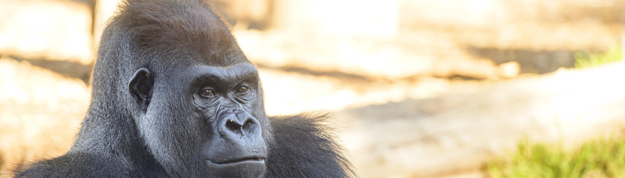 A male gorilla looks off to the side of the camera. A log and grass can be seen in the background.