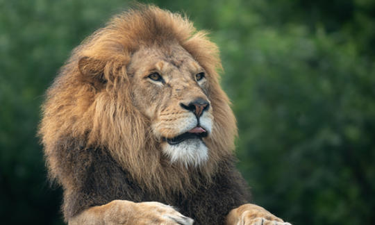 A male lion with a man stares to the right of the camera