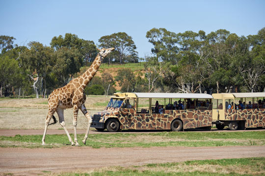 Giraffe walking next to a safari bus on the Savannah, looking up while visitors watch from the bus in the background.