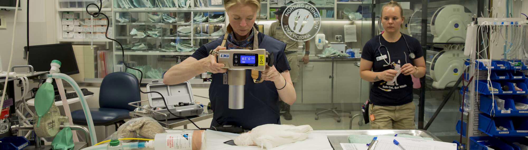 Fergi the Long Billed Corella has a Vet Check.