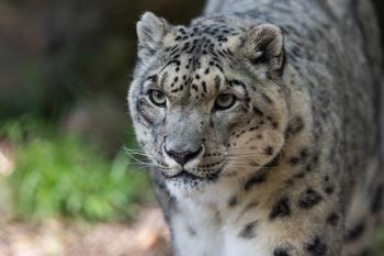 snow leopard