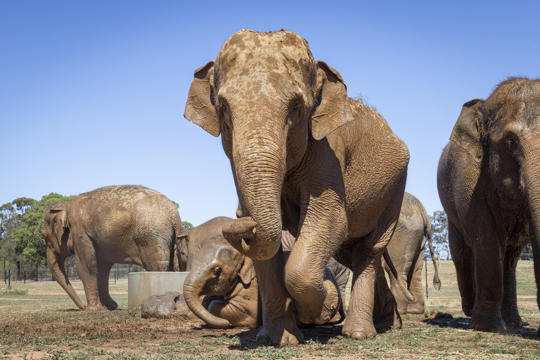 Five Asian Elephants gathered around a concrete platform, one facing the camera.