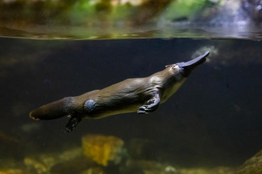 Platypus swimming up and right in dark water.