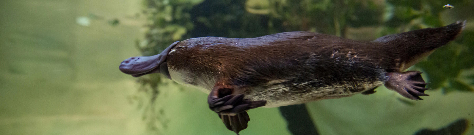 Platypus swimming left in underwater enclosure.