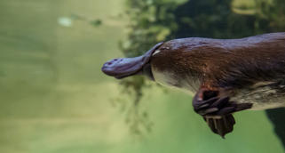 Platypus swimming left in underwater enclosure.