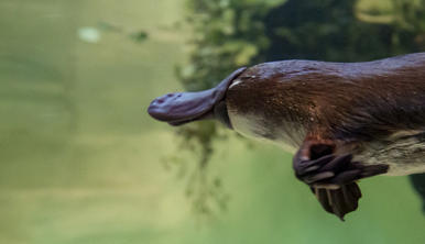 Platypus swimming left in underwater enclosure.