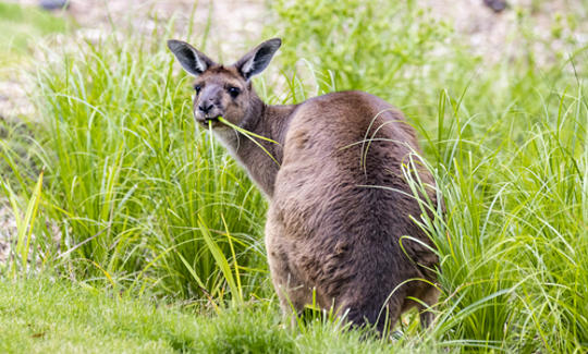 A Kangaroo Island Kangaroo is eating green grass. 