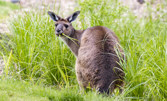 A Kangaroo Island Kangaroo is eating green grass.