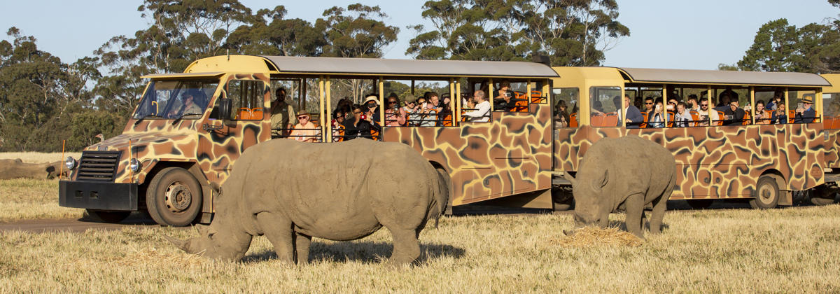 Two rhinos graze on grass in foreground, with a bus, painted with giraffe markings and full of people, in the background.