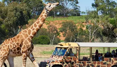 Giraffe standing right next to a Safari Bus covered in giraffe print.