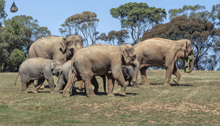 Seven Asian Elephants pacing right through their new Elephant Trail habitat, one holding browse in their trunk.