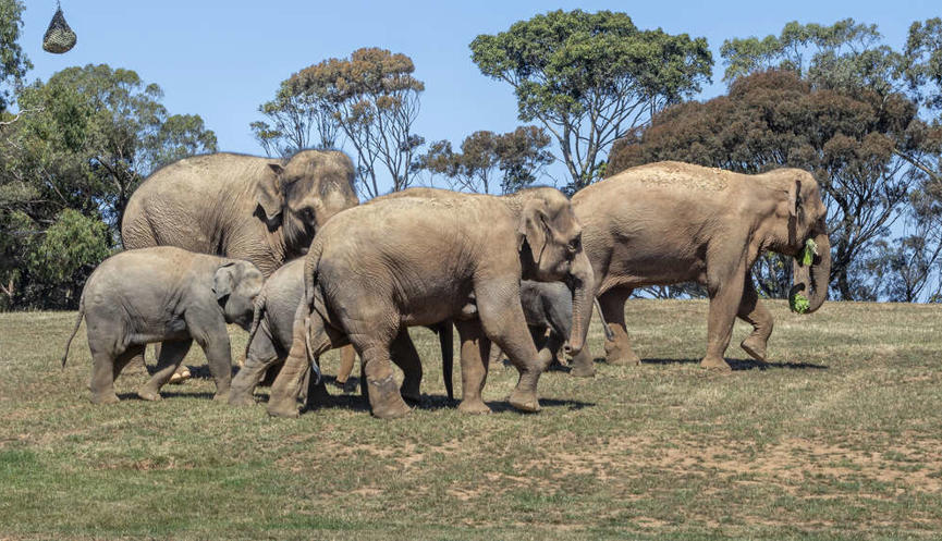 Seven Asian Elephants pacing right through their new Elephant Trail habitat, one holding browse in their trunk.