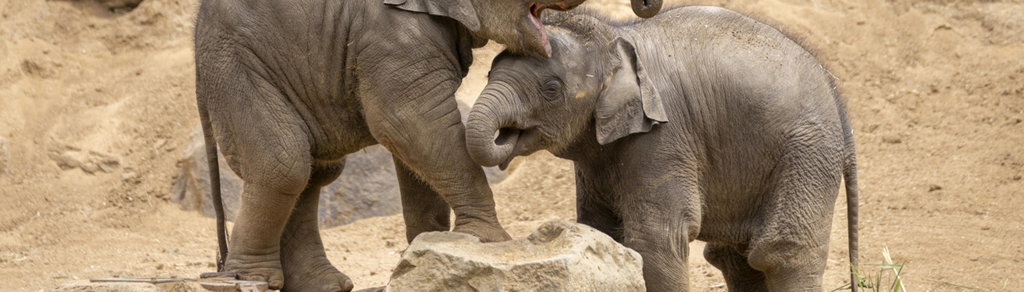 Two Asian Elephant calves are playing on sand. They are touching with their trunks.