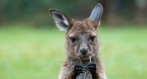 A kangaroo holding a leaf and chewing on it