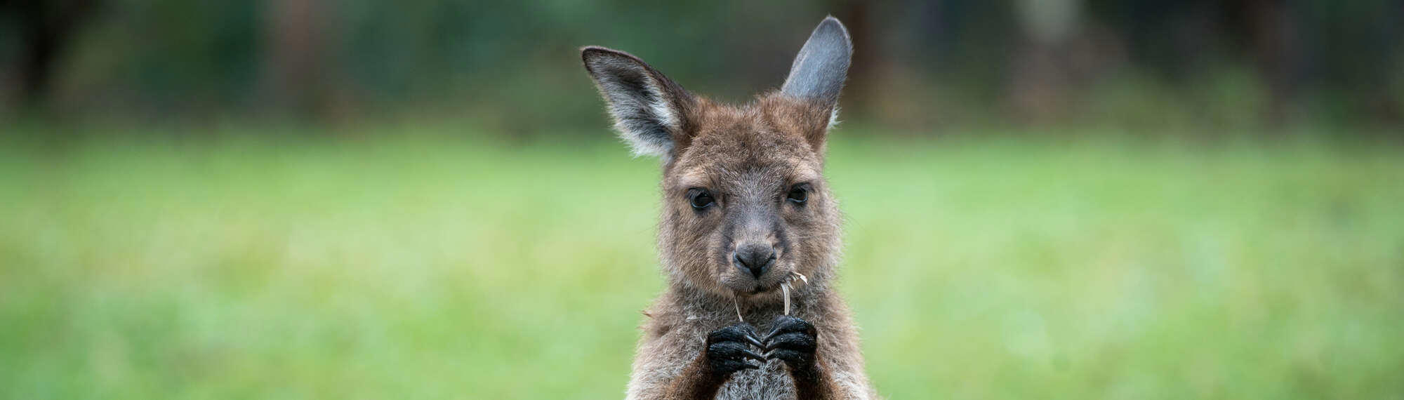Wide close-up of a Kangaroo Island Kangaroo holding a leaf and chewing on it, while facing the camera.