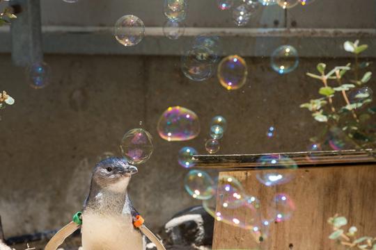 A Little Penguin, from torso up, facing right and surrounded by bubbles.