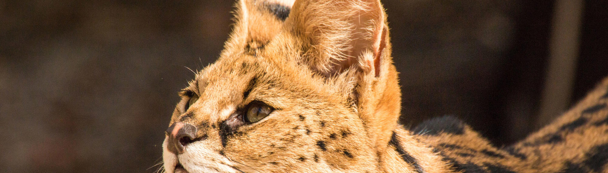 A serval looks upwards, facing side on to the camera. It has large ears and green eyes.