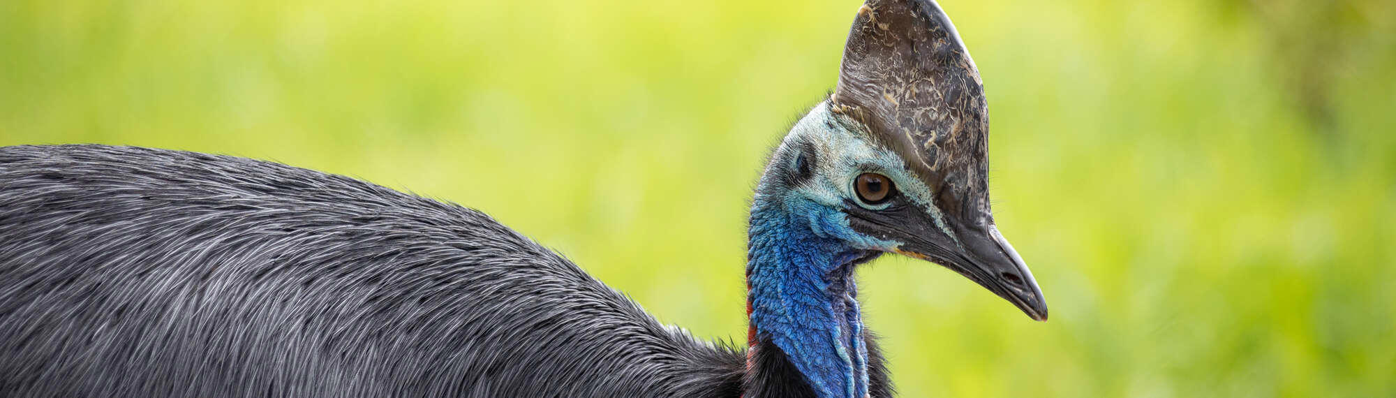 Close-up of Southern Cassowary, facing right.